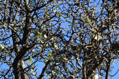 Ağaçlar mavi gökyüzü karşı kıvırcık dalları