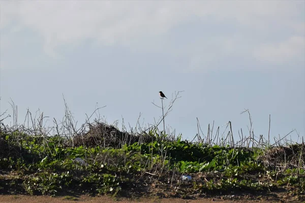 Pássaro Pequeno Sentado Haste Flor — Fotografia de Stock
