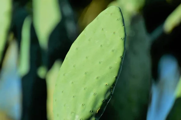 Primer Plano Textura Hoja Cactus — Foto de Stock