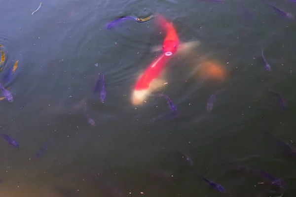 Закрытие Рыбы Плавающей Воде — стоковое фото