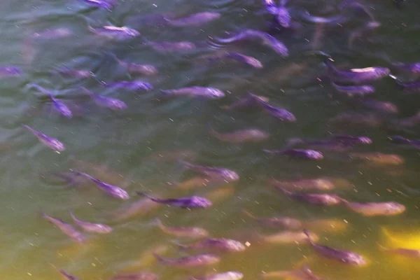 Nahaufnahme Von Wasser Schwimmenden Fischen — Stockfoto