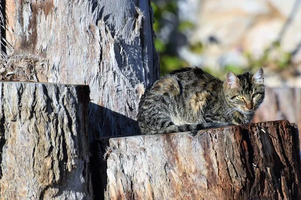 Close Gato Sentado Tronco Madeira — Fotografia de Stock