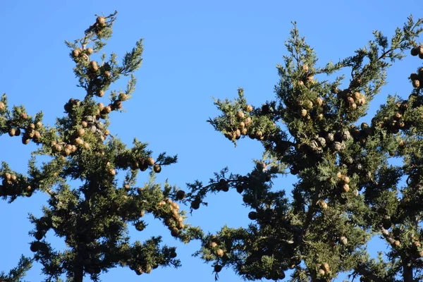Close Spruces Branches Blue Sky — Stock Photo, Image