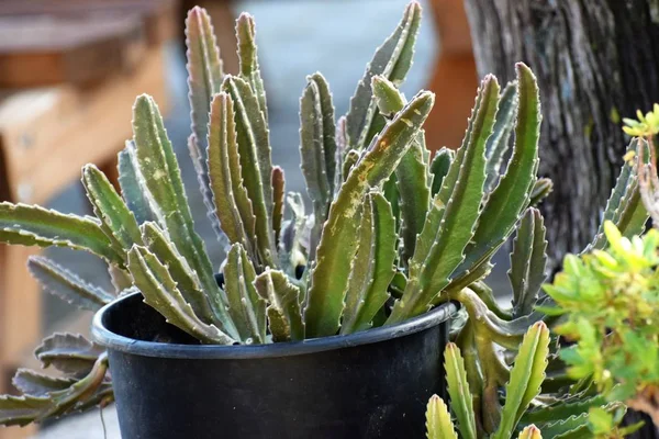 Nahaufnahme Von Kakteen Blumentopf — Stockfoto