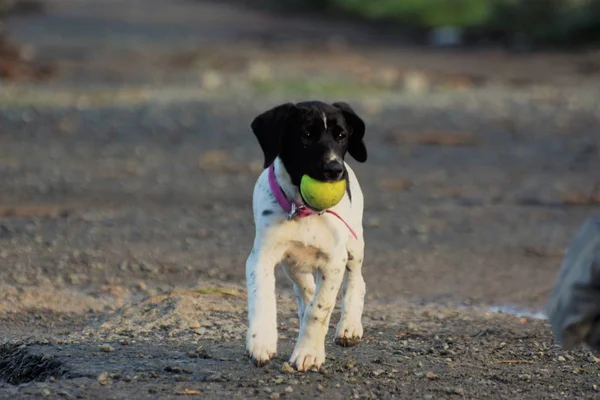 Gros Plan Chien Jouant Avec Balle Jouet — Photo