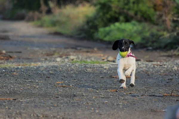 Närbild Hund Leker Med Leksak Boll — Stockfoto