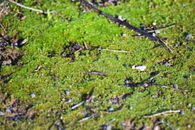 Küçük taşlarla yeşil yosun yakın çekim