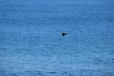Su üzerinde uçan kuş uzak görünümünü