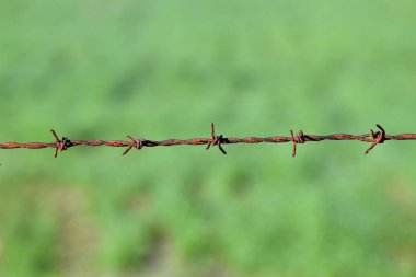 Dikenli tel yeşil zemin üzerine yakın çekim