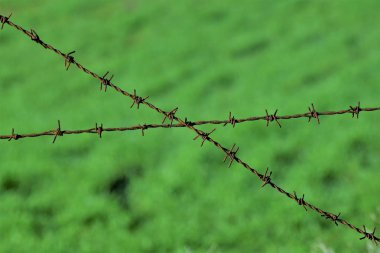 Dikenli tel yeşil zemin üzerine yakın çekim