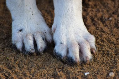 Köpek pençeleri zeminde, yakın çekim