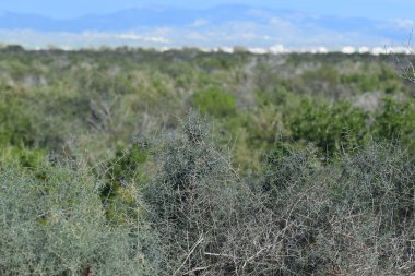 Çalıların kuru dalları yakın