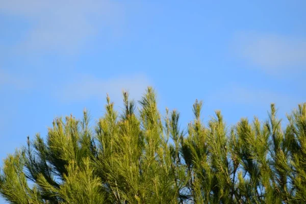 空を背景にヒノキ枝のクローズ アップ — ストック写真