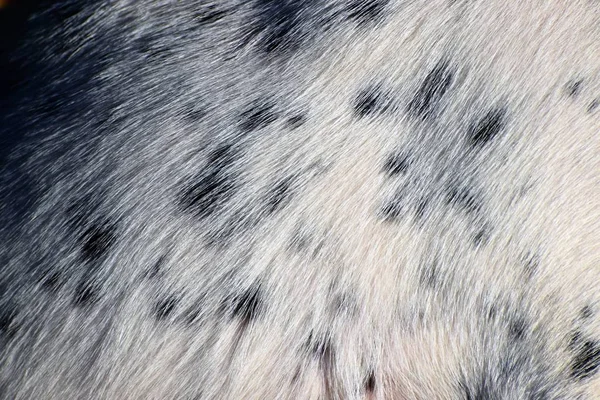 Close up of black and white fur of dog