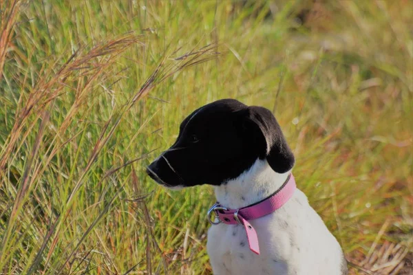 Close Portrait Dog Pink Collar — Stock Photo, Image