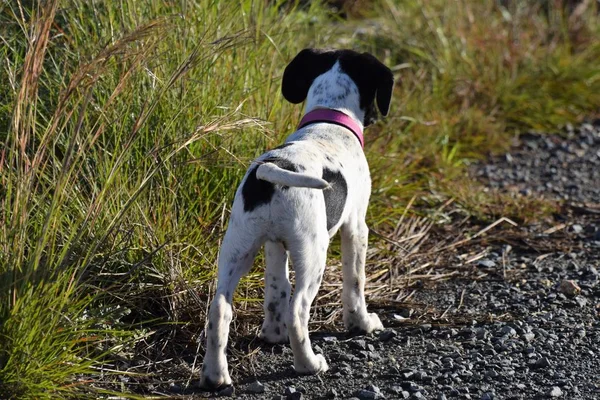 Portrait Chien Avec Collier Rose Jouant Extérieur — Photo