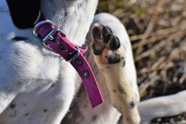 Close up of dog with pink collar