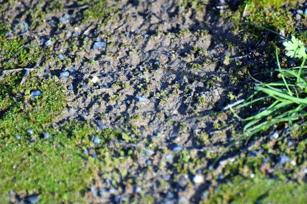 진흙으로 이끼의 클로즈업 — 스톡 사진