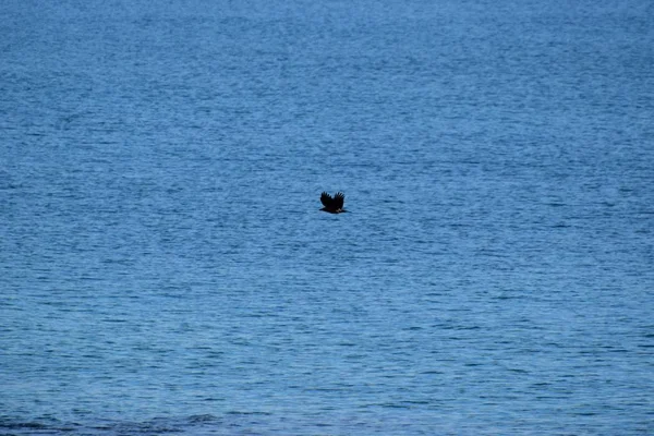 在水面上飞翔的鸟的远视 — 图库照片