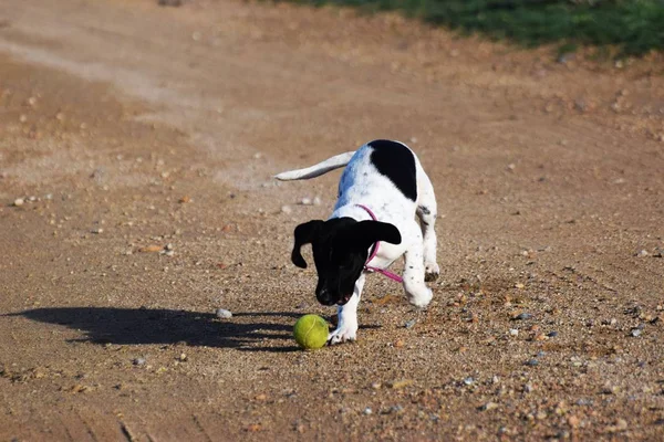 Dekat Anjing Bermain Dengan Bola Mainan — Stok Foto
