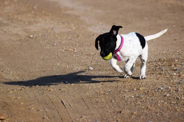 Gros Plan Chien Jouant Avec Balle Jouet — Photo