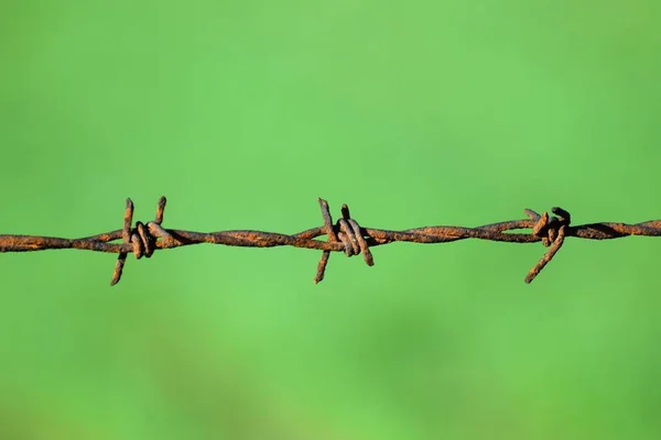 Primer Plano Alambre Púas Sobre Fondo Verde —  Fotos de Stock