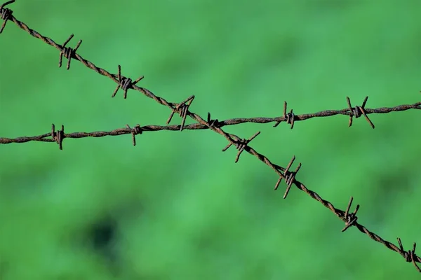 Close Barbed Wires Green Background — Stock Photo, Image