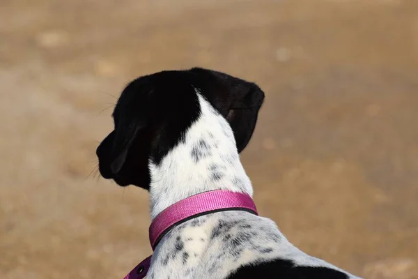 Visão Traseira Cão Com Colarinho Rosa — Fotografia de Stock
