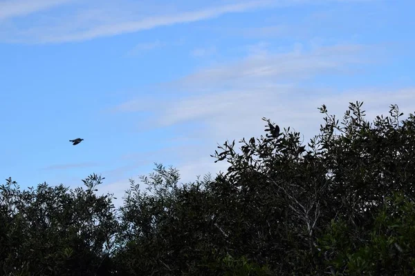 Uccello Che Vola Sopra Gli Alberi Contro Cielo Blu — Foto Stock