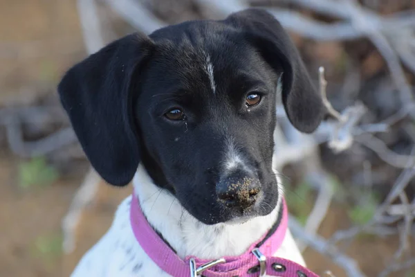 Close up portrait of dog with pink collar