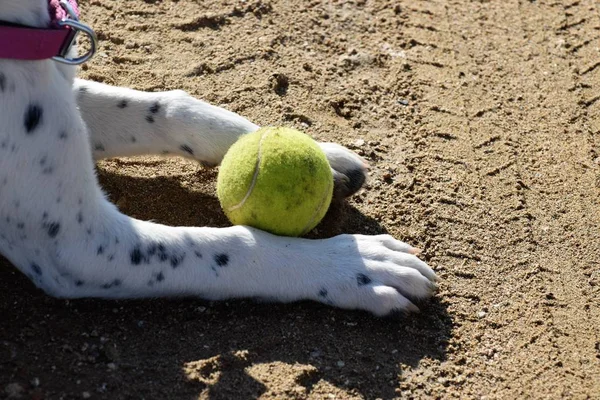 Kecil Menunjuk Anjing Bermain Dengan Bola — Stok Foto