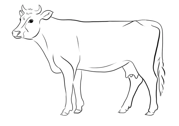 Cow Line Picture Illustration — Stock Photo, Image