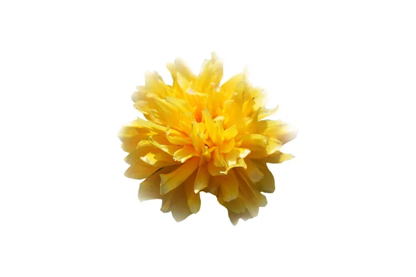 Spring Flower Plant Illustration — Stock Photo, Image
