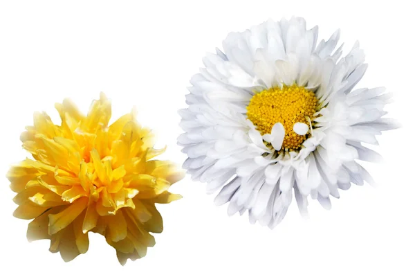 Весняна Квіткова Рослина Ілюстрація — стокове фото