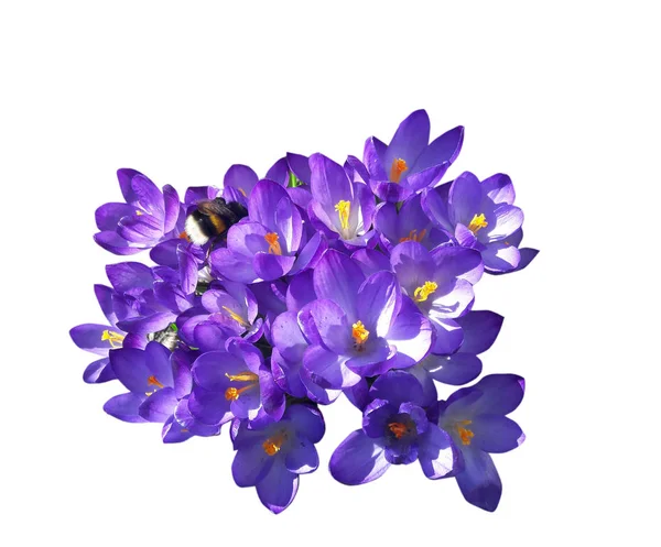 Printemps Crocus Fleurs Violettes — Photo