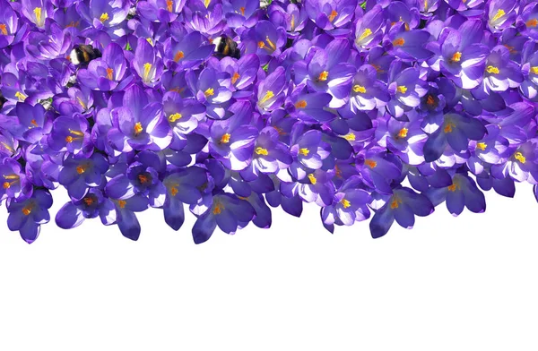 Printemps Crocus Fleurs Violettes — Photo
