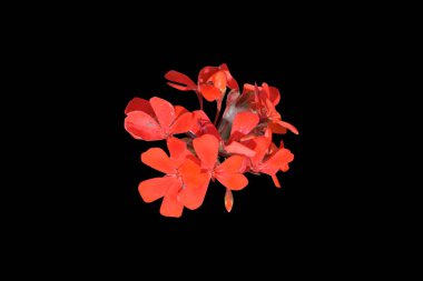 Bahar çiçekleri, izole arka plan