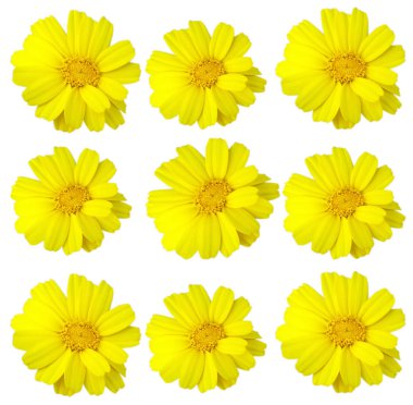 Bahar çiçekleri, izole arka plan