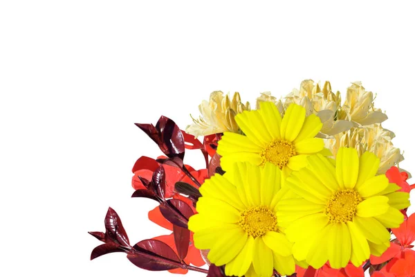 Bahar Çiçekleri Izole Arka Plan — Stok fotoğraf
