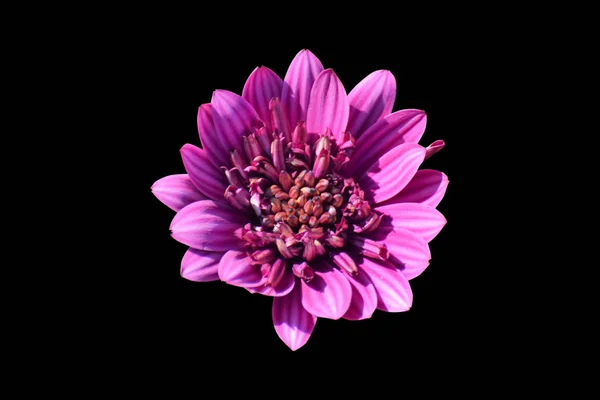 Весняні Квіти Ізольований Фон — стокове фото