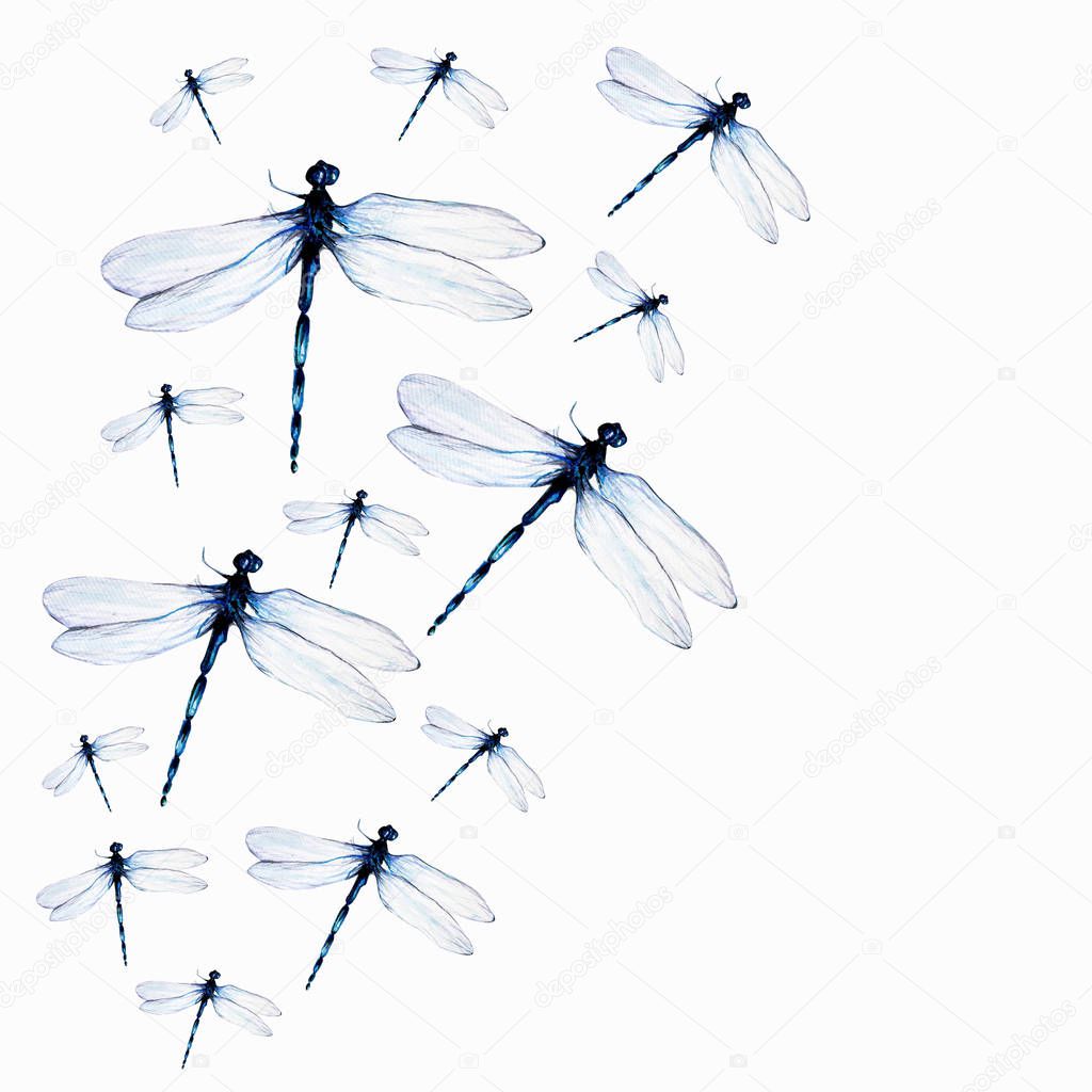 Watercolor set of dragonflies on white background