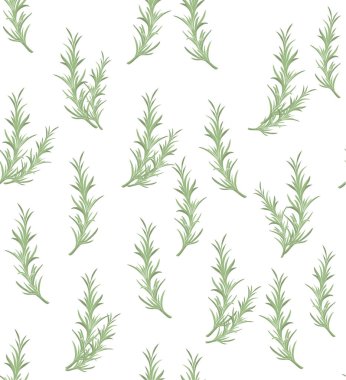 Biberiye bitki bitkisel illüstrasyon