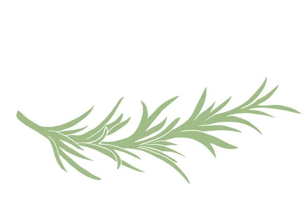 Rosmarinpflanze Pflanzliche Illustration — Stockfoto