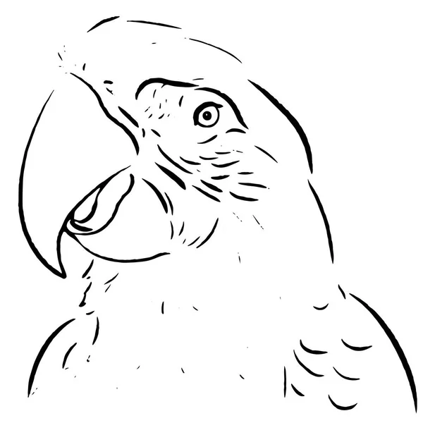 Papagáj Vonal Rajzolása Illusztráció — Stock Vector
