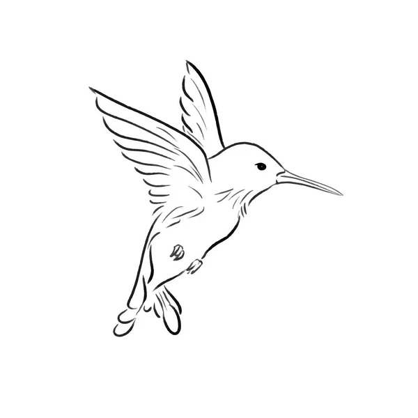 Volando Colibri Bosquejo Una Línea Dibujar Ilustración Vector — Archivo Imágenes Vectoriales