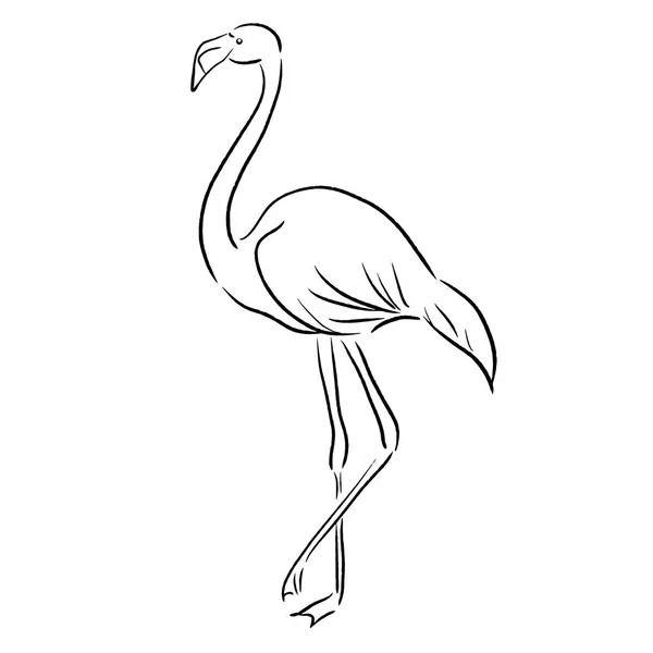 Flamingo Sketch Uma Linha Desenhar Ilustração Vetorial —  Vetores de Stock