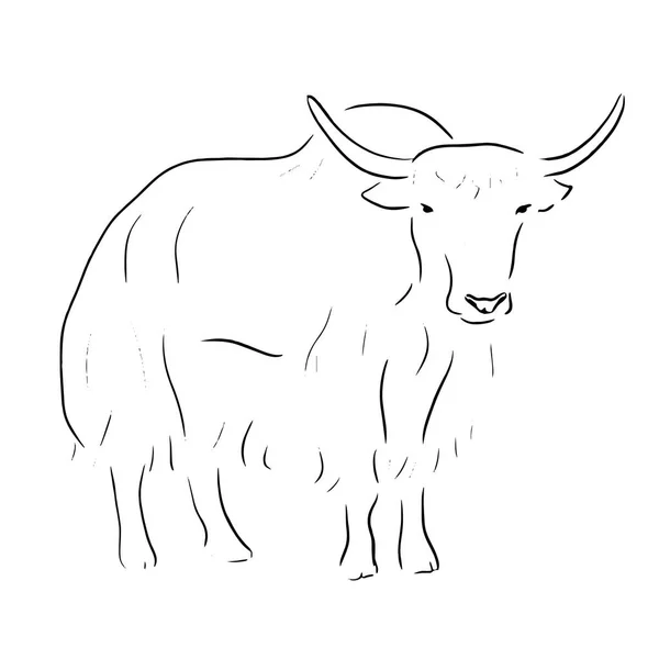 Buffalo Sketch One Line Draw Vector Illustration — Stock Vector