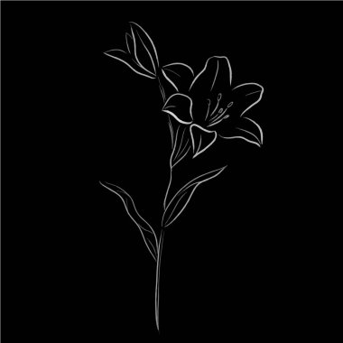 Lilia çiçek vektör çizim