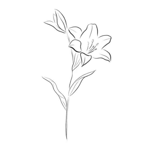 Ilustracja Wektorowa Kwiat Lilia — Wektor stockowy