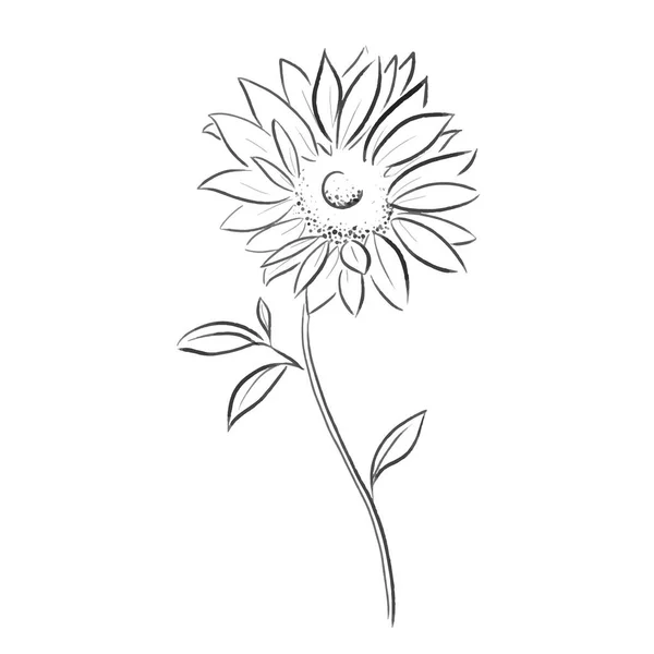 Sun Flower Vector Illustration — Stock Vector